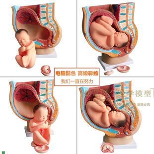 助产示教模型胚胎发育妊娠9个月C女性盆腔骨盆含九个月胎儿模型