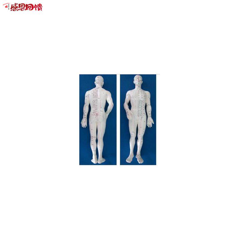 超清楚 针灸人m模 人体模型 人体穴位模型男50cm女48C