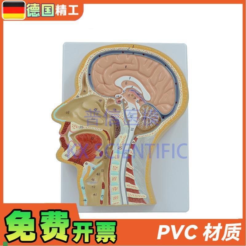 德国】PNT-1630头中切模型人脑头剖面鼻腔Q解剖医学教用大脑构