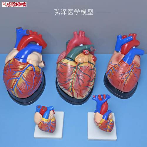 人体心脏模型解剖放大3倍4倍带数t字内脏器官血管结构可拆医学教