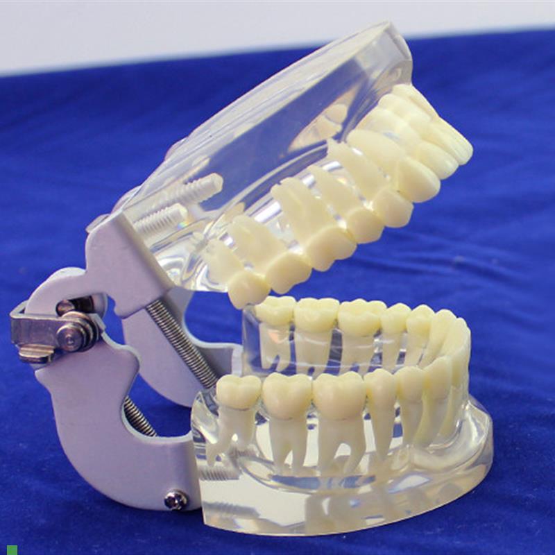 ENOVbO颐诺成人标准口腔模型标准标准牙齿模型配咬合架口腔科牙