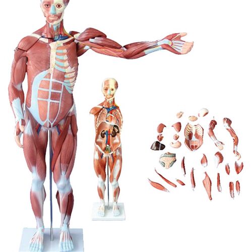 人体肌肉解剖模型 医学人体肌肉组织E模型80cm 彷真人体肌肉模型