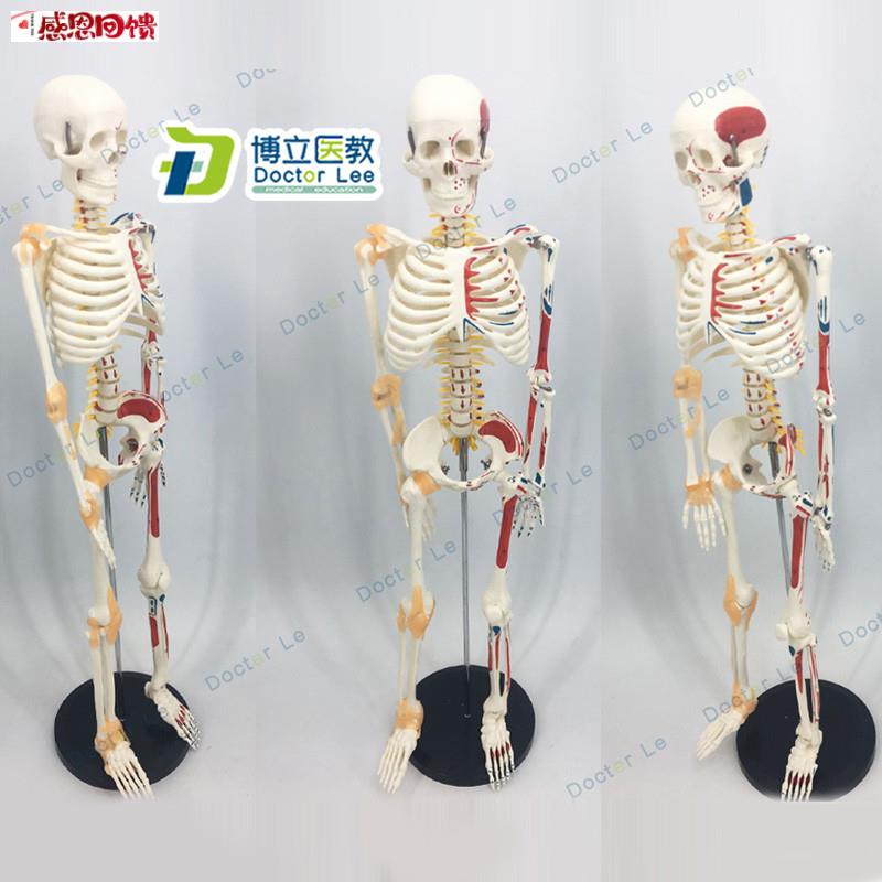 新品人体骨架附肌肉起止f点着色模型 85CM人体骨骼带神经带椎间