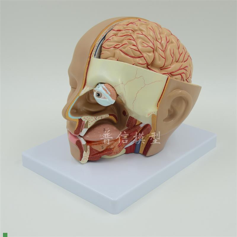 普信头部解剖模型脑模型4部件大I脑模型人体解剖模型医用