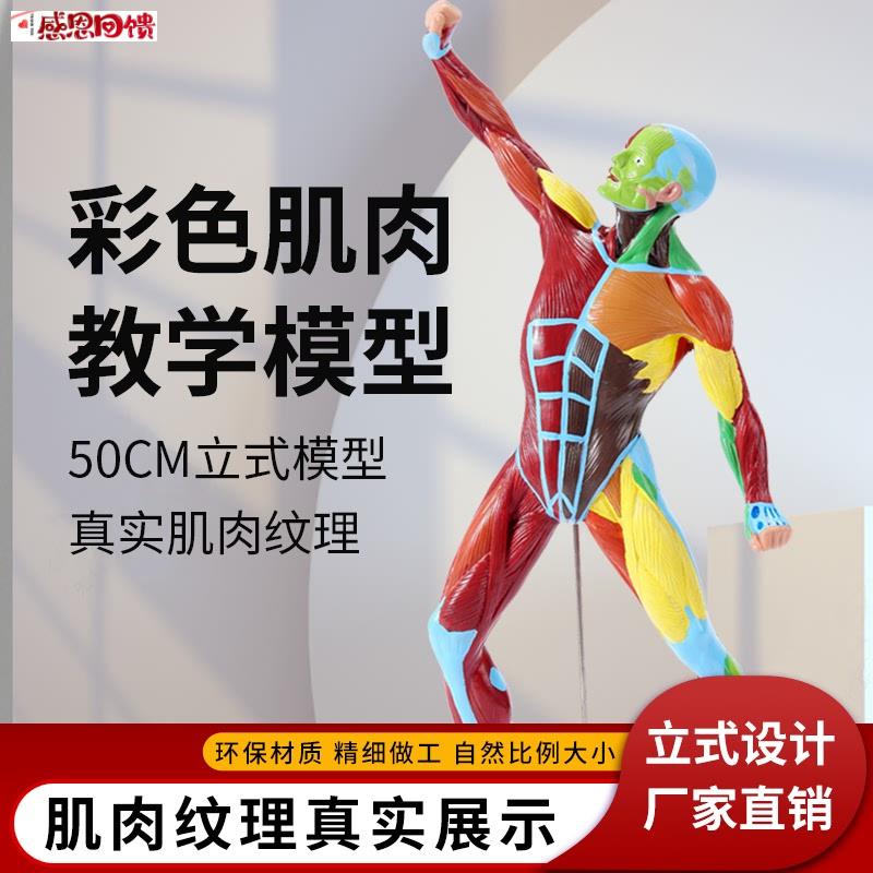 美术绘画素描彩I色50CM肌肉人体模型全身肌肉解剖健身运动系统模
