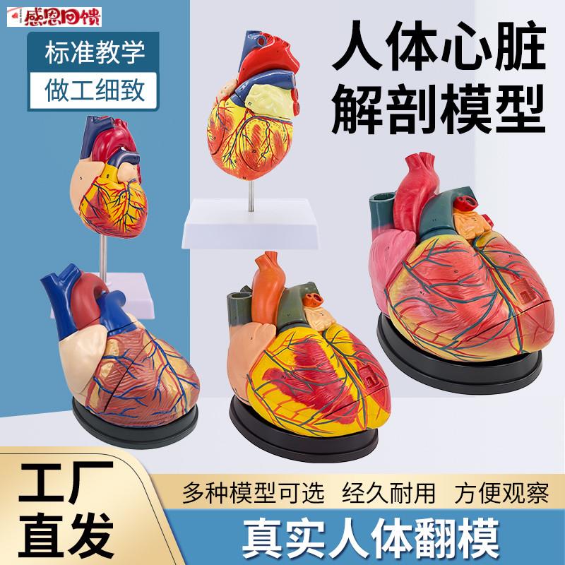高端1:1人体心脏解剖j模型B超彩超心脏模型拆卸医学自然大心脏教
