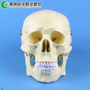 骷髅头骨标本g仿真头骨一比一模型人体骨骼模型人头骨人体模型