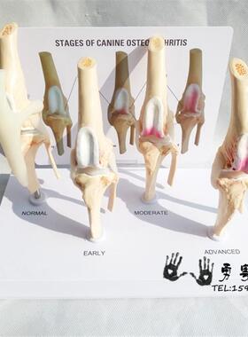 狗骨膝关a节模型狗关节犬关节健康关节教学演示对比模型