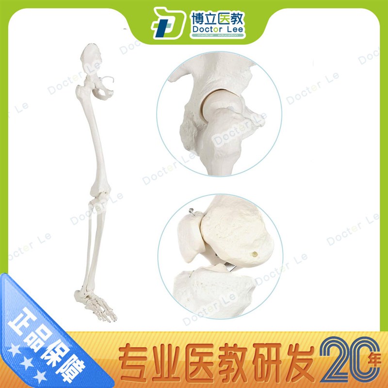 正骨骨科艺用医用下肢大腿骨脚掌模C型 脚骨脚模型带胫腓骨和股骨