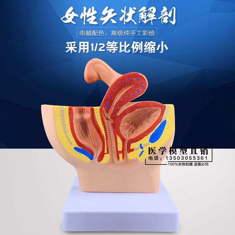 女性盆腔系e统生殖系统输卵管膀胱阴道直肠模型盆腔矢状解剖