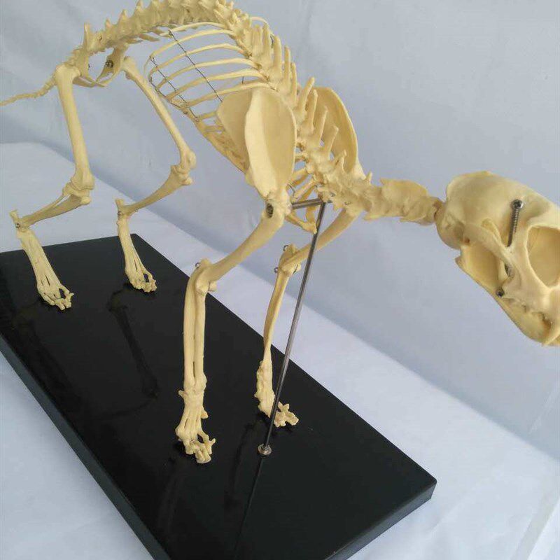 猫骨架 动物骨骼 动物骨架 兽医教学教具 宠物医学教Y仪模型 优惠