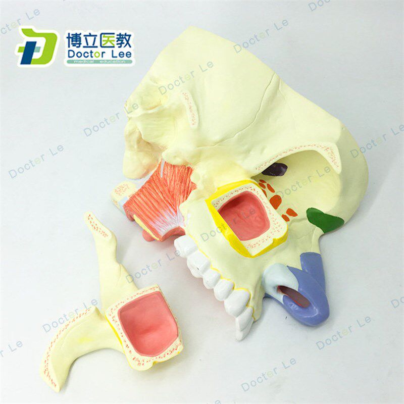 人体鼻腔解剖模型 鼻部医学 鼻子模型 耳鼻喉P科模型 鼻与鼻窦模