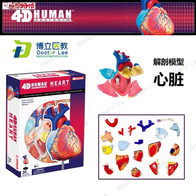 4DMASTER拼装人体模型J内脏脑颅骨肌肉手骨架眼耳牙胃心脏妊