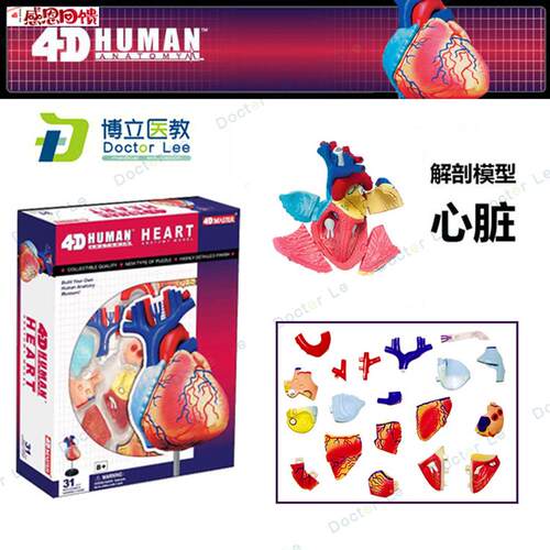 4DMASTER拼装人体模型J内脏脑颅骨肌肉手骨架眼耳牙胃心脏妊