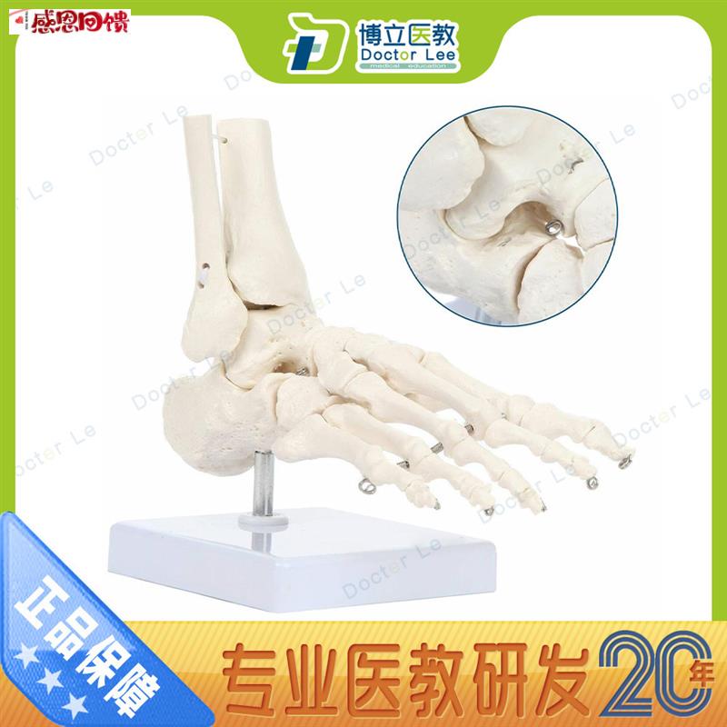 艺用美术高考a医用脚关节模型足踝关节足外科骨科标本骨骼模型彷