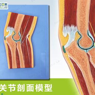 人体断层扫描肘关节切o面浮雕手肘关节断层解剖学模型ct运动解剖