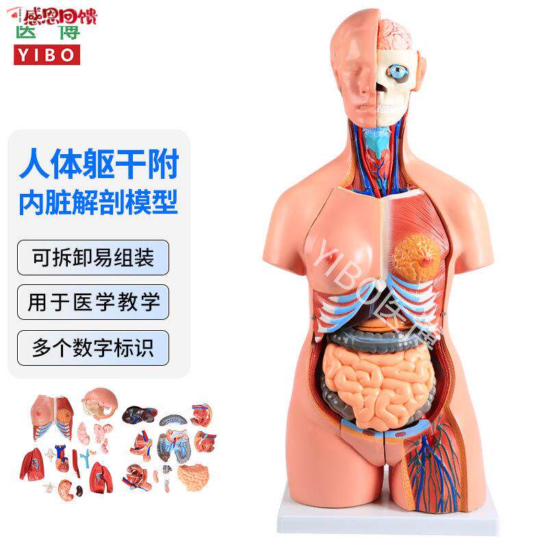 医博人体躯干解刨模型带内脏人体r解肌肉消化系统刨模型 人体解刨