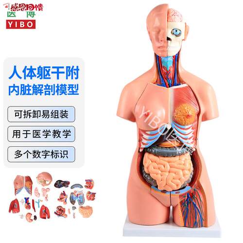 医博人体躯干解刨模型带内脏人体r解肌肉消化系统刨模型 人体解刨