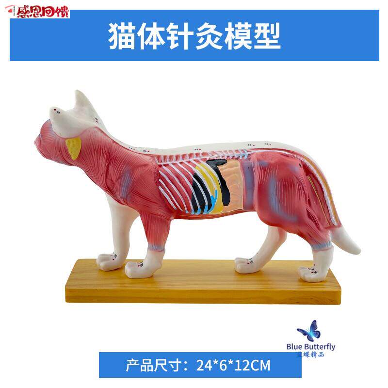 猫体针灸模型兽医学习动物解剖模型宠物模型t动物针灸模