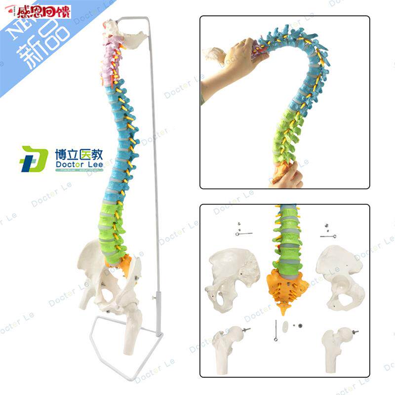 医用人体脊柱模型人体骨骼大脊椎成人1:T1带颈椎胸椎尾椎椎骨骨