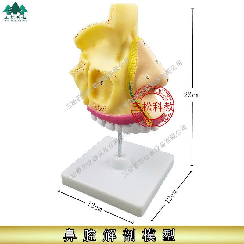 进口鼻腔a解剖模型 口腔医学 鼻子模型 耳鼻喉科模型 人体鼻腔模