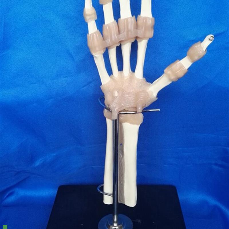 包邮人体韧带手关节功能模型骨骼骨架桡骨R尺骨医用教学讲解