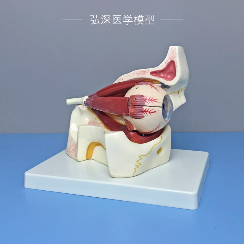 眼球与眼眶放大模k型眼外肌肉眼睛解剖眼部视神经结构3倍放大可拆