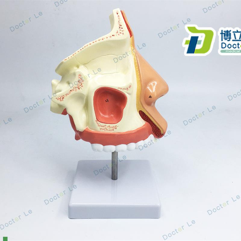 教学仿真自然大鼻腔模型鼻咽喉解剖模型鼻腔标本头部X口腔切面医