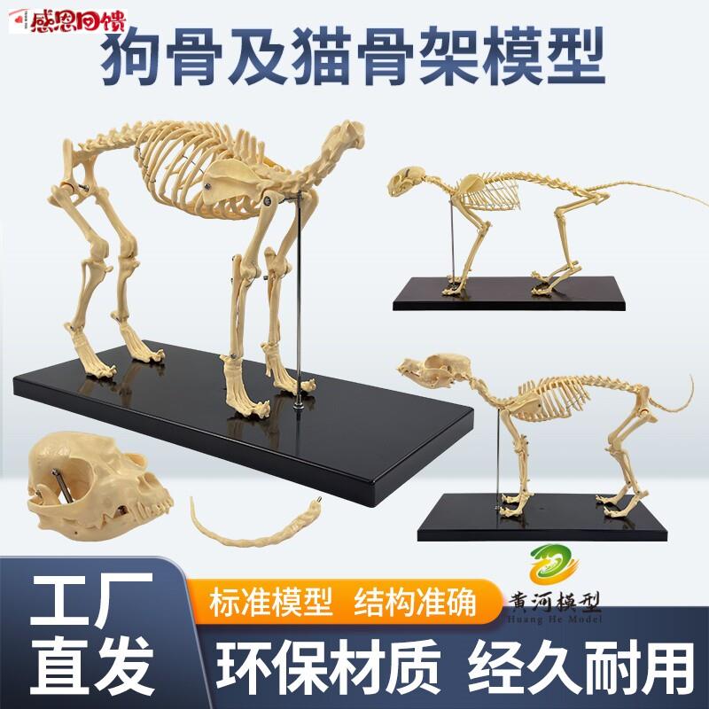 宠物骨科器械 狗骨骼标本模型 动物狗犬骨U架 狗骨骼解剖组合兽