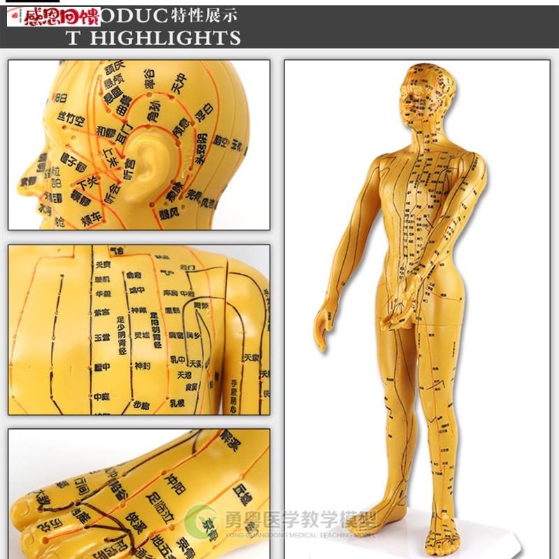 清晰大字体经络模型q 人体模型 人体针灸模型/人体穴位模型/男50c