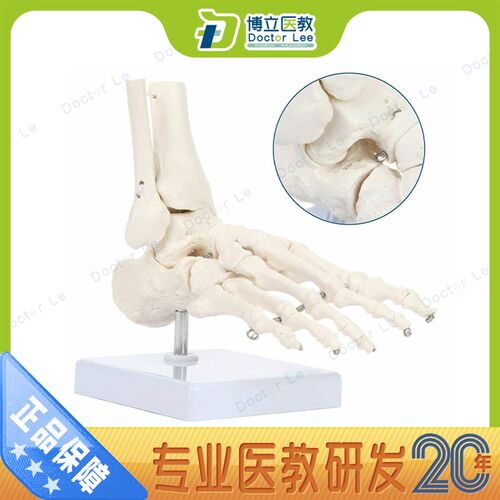 艺用美术高考医用脚关节模型x足踝关节足外科骨科标本骨骼模型仿