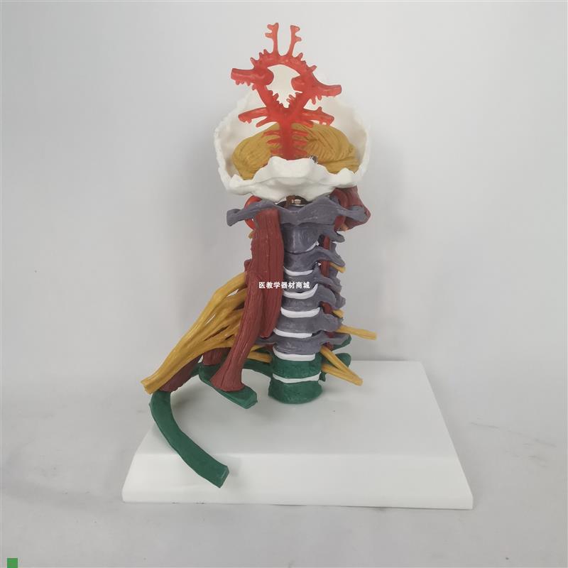 人体一比一彩色区分颈椎模型带肌肉椎间盘神经骨骼X骨架医用教具