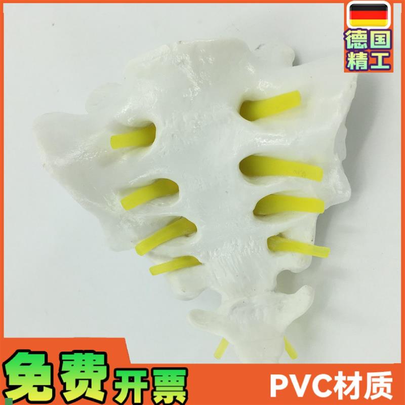 骶骨和胸尾骨模型l模型脊椎脊柱骶胸尾骨模型脊椎模型骨骼模型