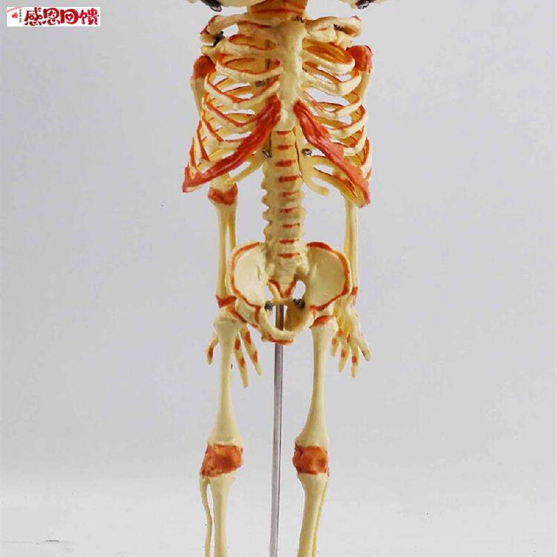 婴儿双头骷髅骨骼骨架人骨模型素描z人体教学医用高仿真1比1PV