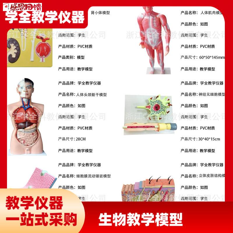 教学学生模型生物t模型初高中实验器材中学生物教学教学解剖模
