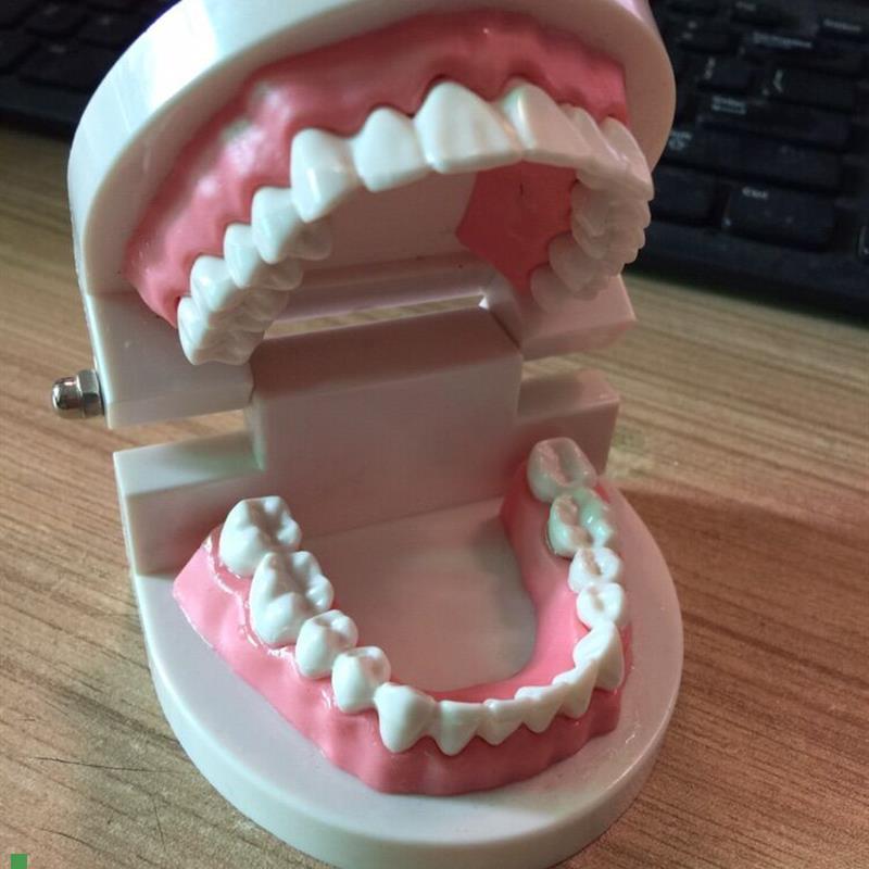 小型护理牙齿模型n口腔教学教具牙齿保健展示人体假牙模型
