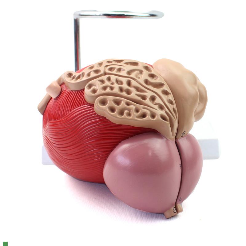 ENOVO颐诺医j学人体膀胱模型前列腺模型泌尿生殖系统解剖泌尿科泌