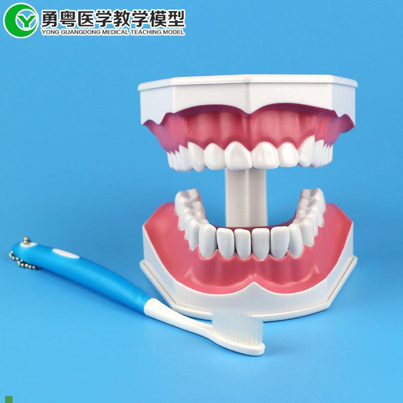 中小型护理牙模型带舌头w人体牙齿模型人体模型教学模型