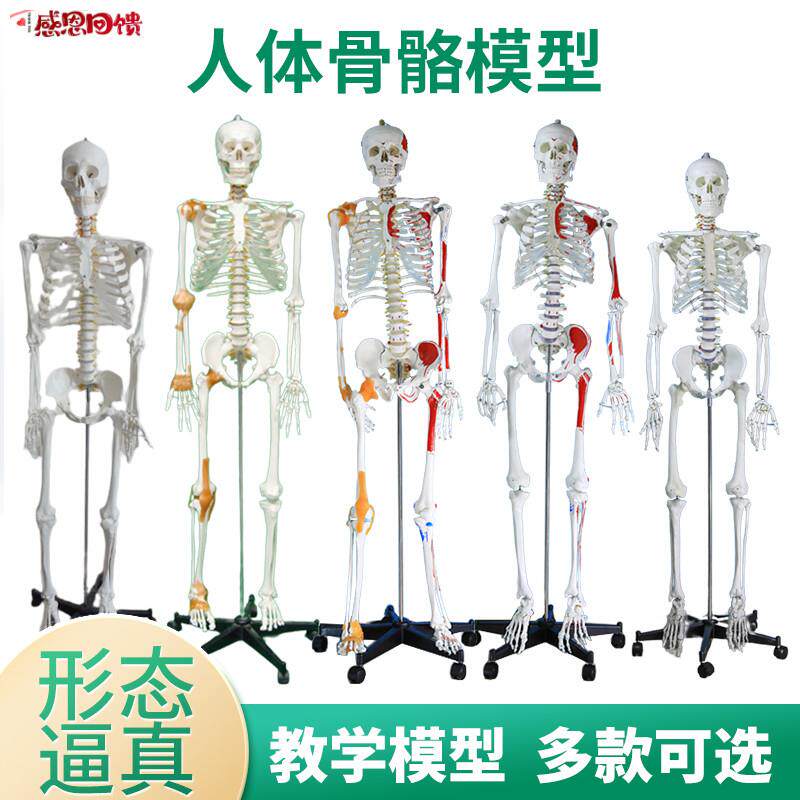 人体骨骼模型45 85 170CM骨W架模型脊柱脊椎模型 医用骨骼骷髅标