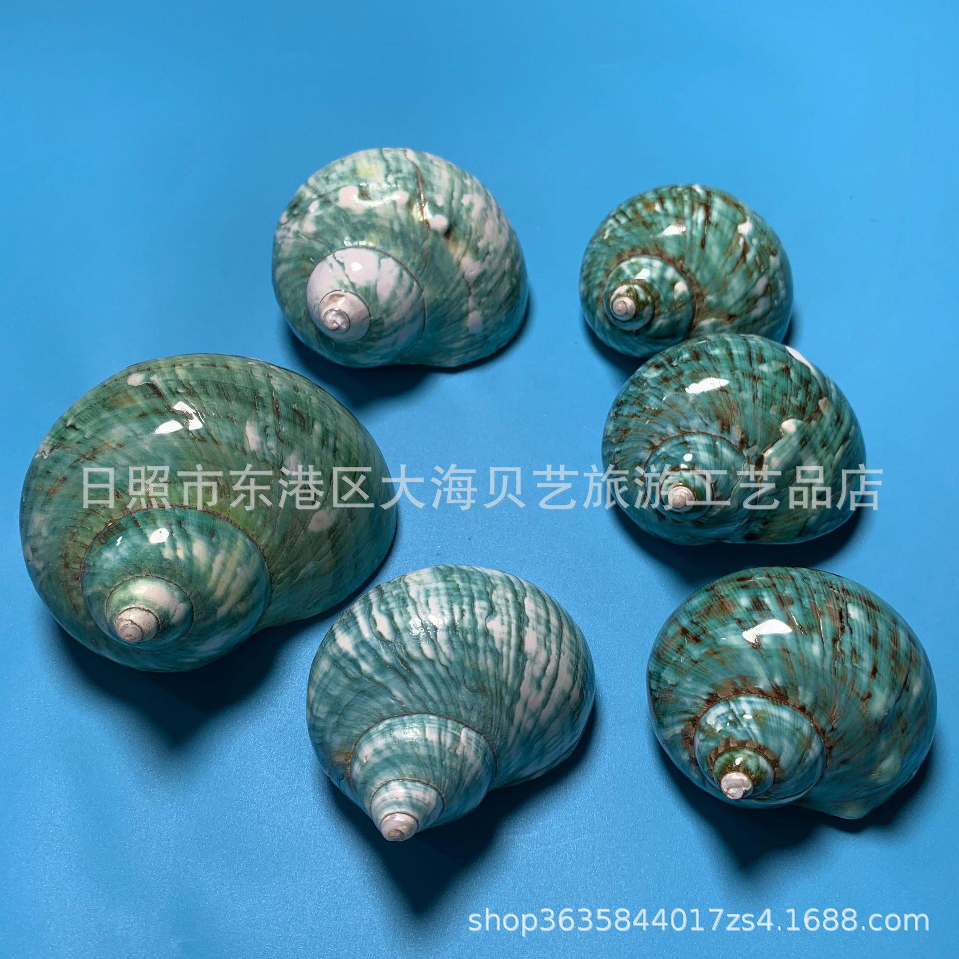绿嵘螺大绿80螺天贝壳海鱼缸水族造景贝壳然螺本标居家摆件厂家