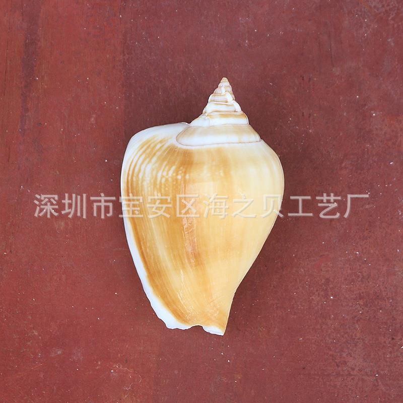 黄口鱼水凤凰螺天然海贝壳缸装饰品摆件diy晶拍摄道具螺标本.