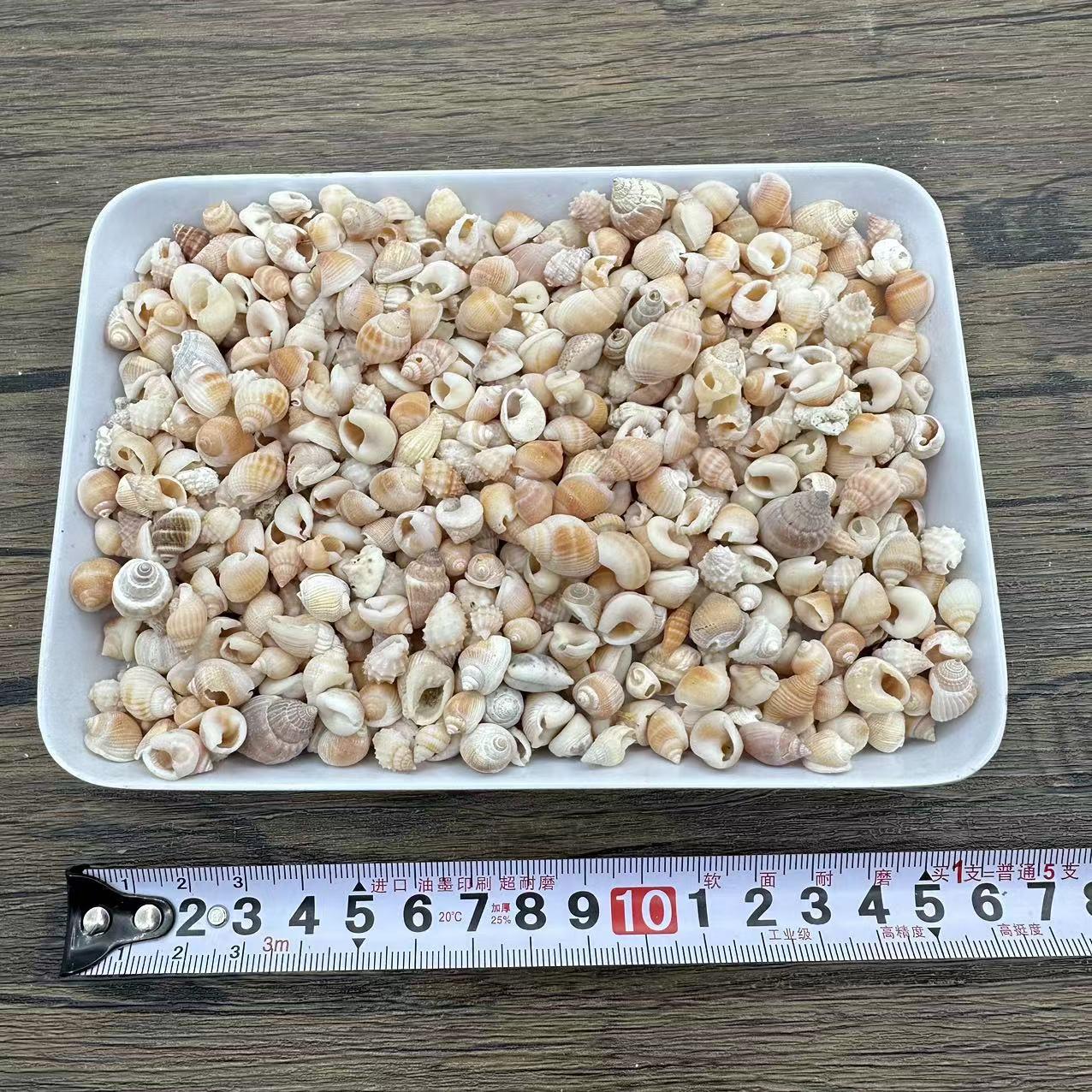 米螺漂地流瓶材料配贝件各种白米螺中微景观造景按斤雪贝海壳