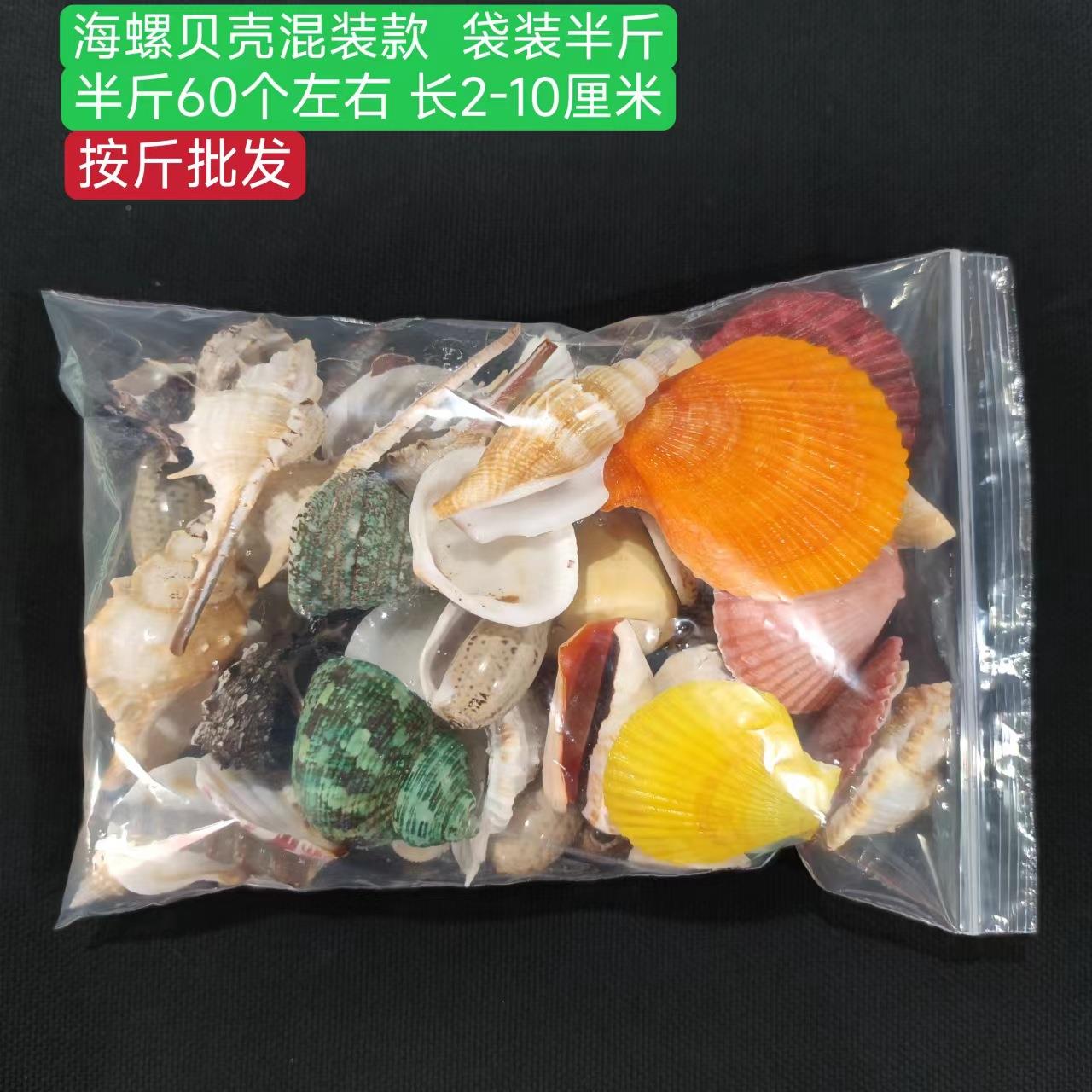 天然贝壳海螺装款箱袋装打孔款鱼缸混水族装饰 造景摆件礼物收藏.