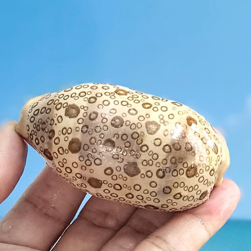 百眼宝螺标本螺鱼稀缸水族箱景装饰造家居收藏螺天然海螺百眼宝螺
