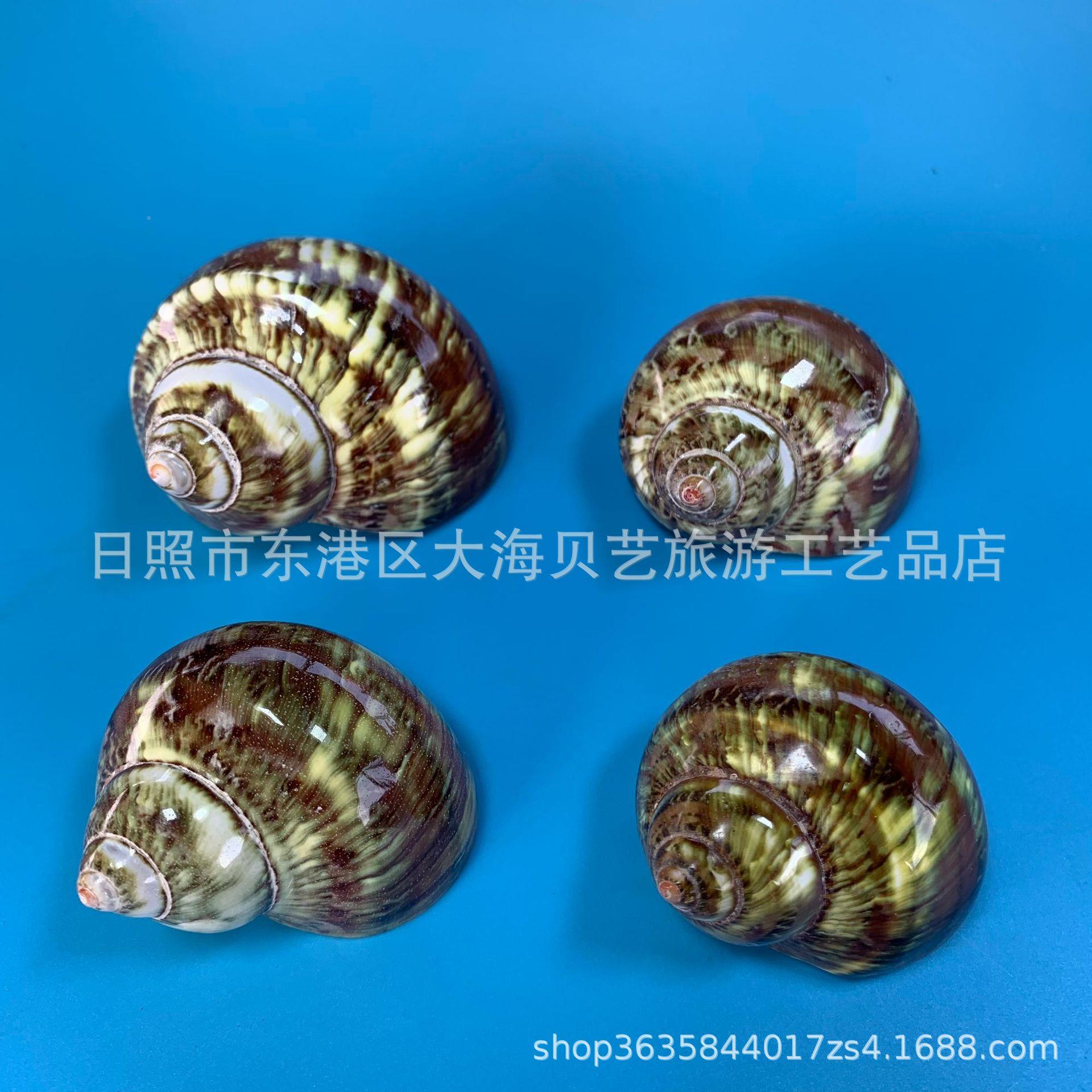 绿眼螺天贝壳海螺鱼造景水族装然饰寄居蟹卷贝鱼替猫换壳缸厂家批