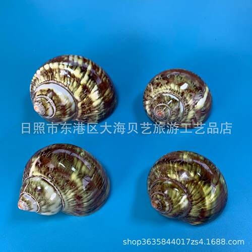 绿眼螺天贝壳海螺鱼造景水族装然饰寄居蟹卷贝鱼替猫换壳缸厂家批