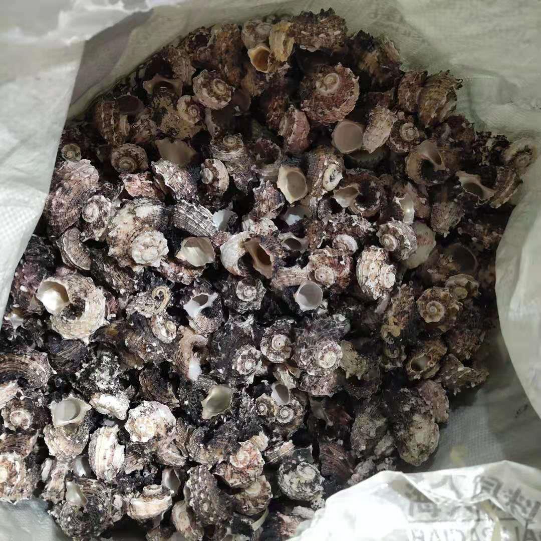 海螺贝壳 按一24-5厘米0个左右 寄斤斤替居蟹换壳海马螺