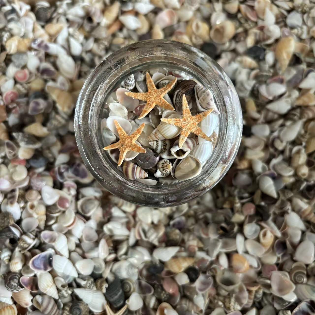 超可爱迷你纯天然螺贝壳海星工鱼缸造景许愿瓶0.装5-1海厘米手diy