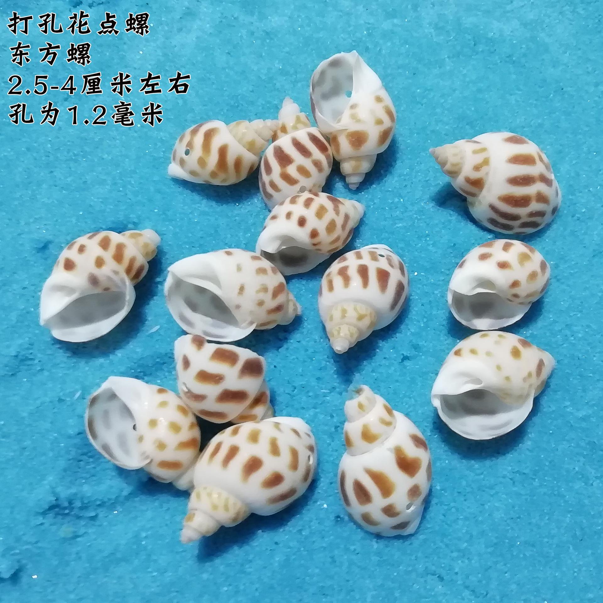 天海然d配i贝壳螺海星y 挂饰打孔花点螺东方螺手工饰品花点螺件漂