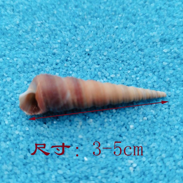 天红丁螺族贝壳锥螺鱼缸水箱然造景装饰场地饰工艺品摆幼教教材.